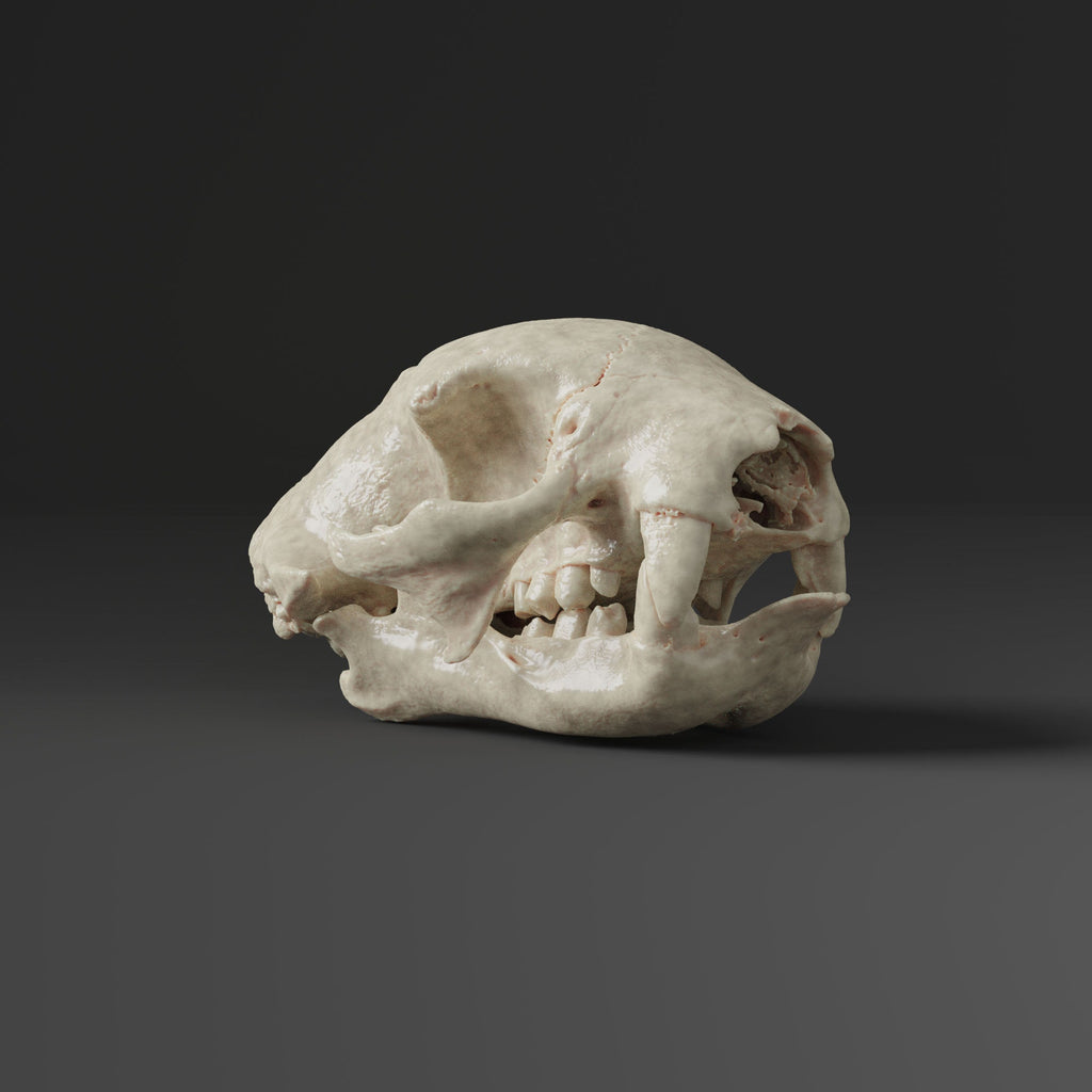 Two-toed Sloth Skull Replica (Museum Quality)