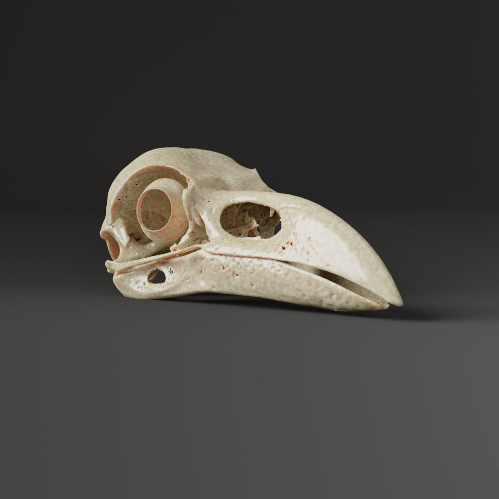 Raven Skull Replica (Museum Quality)