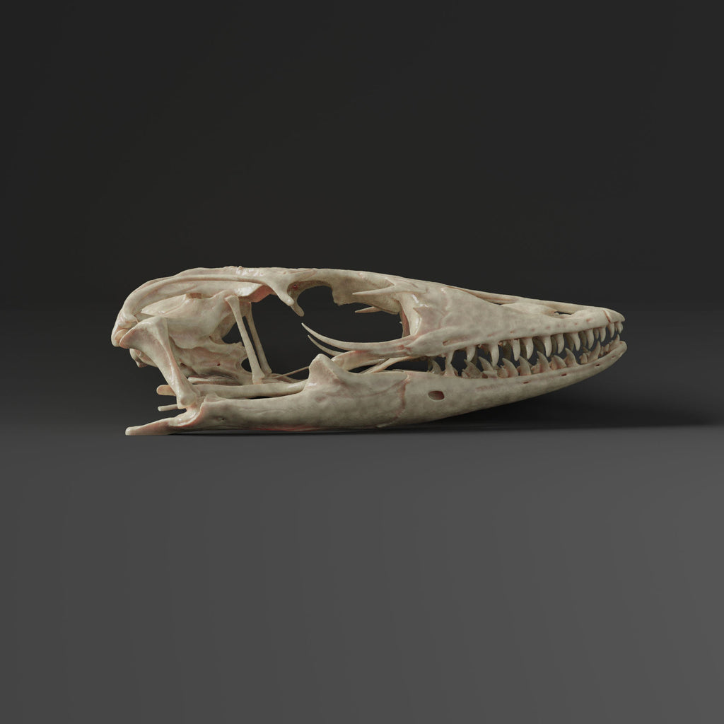 Asian water monitor skull Replica (Museum Quality)