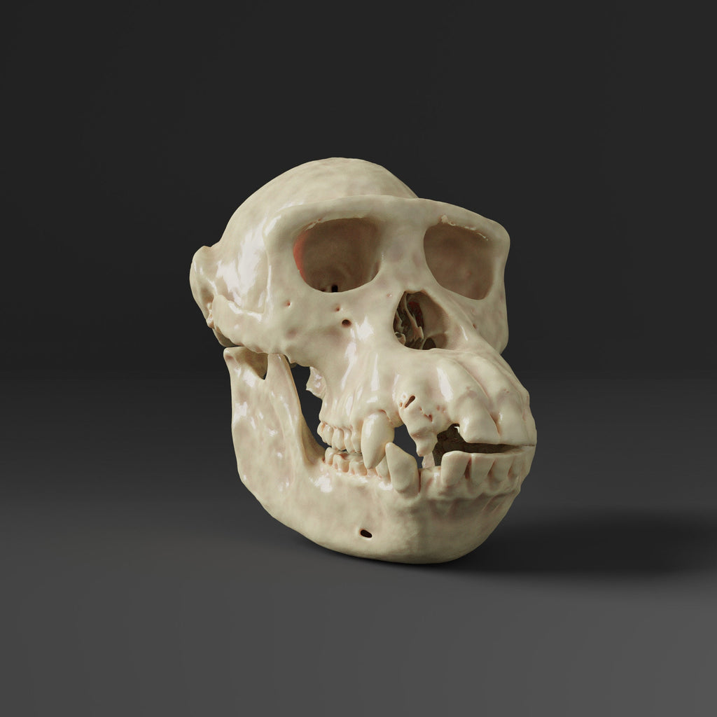 Female Chimpanzee Skull Replica (Museum Quality)