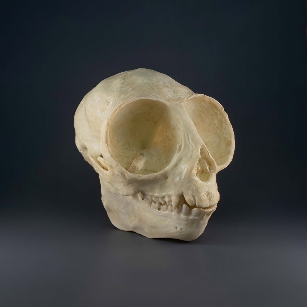 Owl Monkey Skull Replica (Museum Quality)