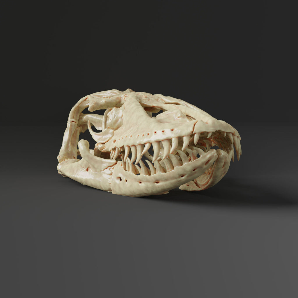 Komodo dragon skull Replica (Museum Quality)