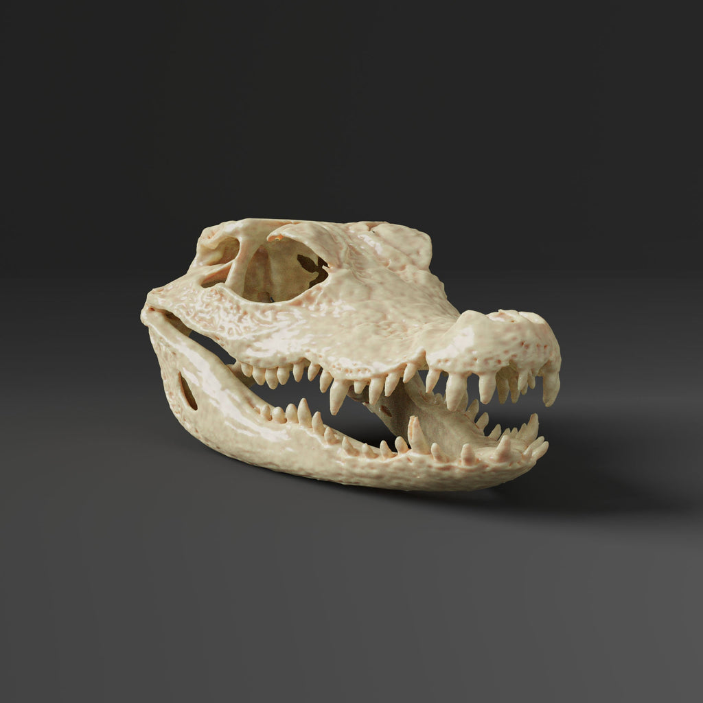 Dwarf Crocodile Skull Replica (Museum Quality)