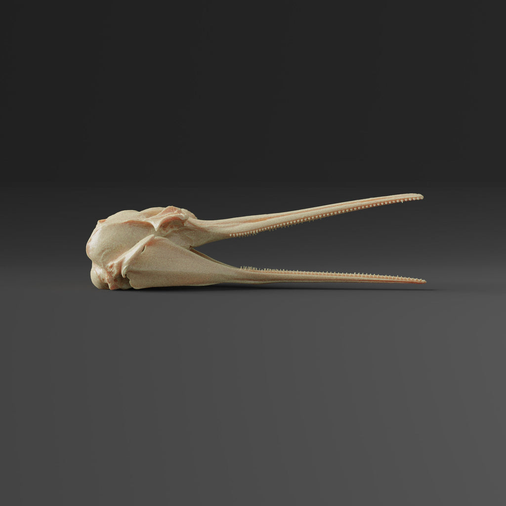 La Plata Dolphin Skull Replica (Museum Quality)