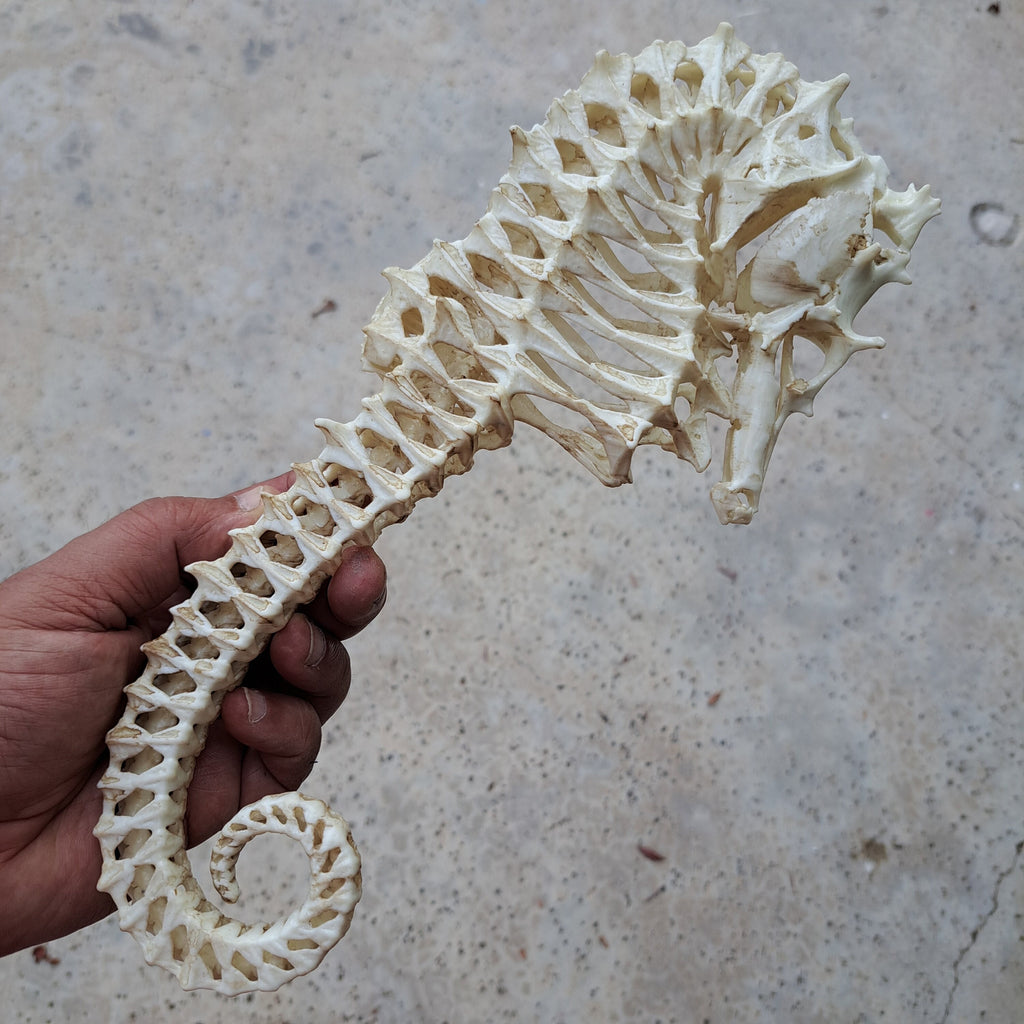 Large 12" tall Lined seahorse Skeleton Replica (Museum Quality)