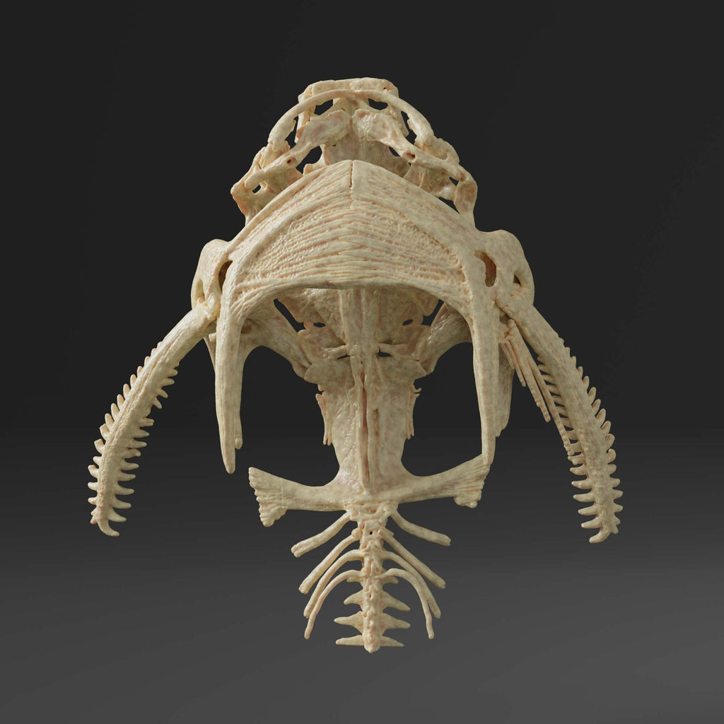 Banjo Catfish Skull Replica (Museum Quality)