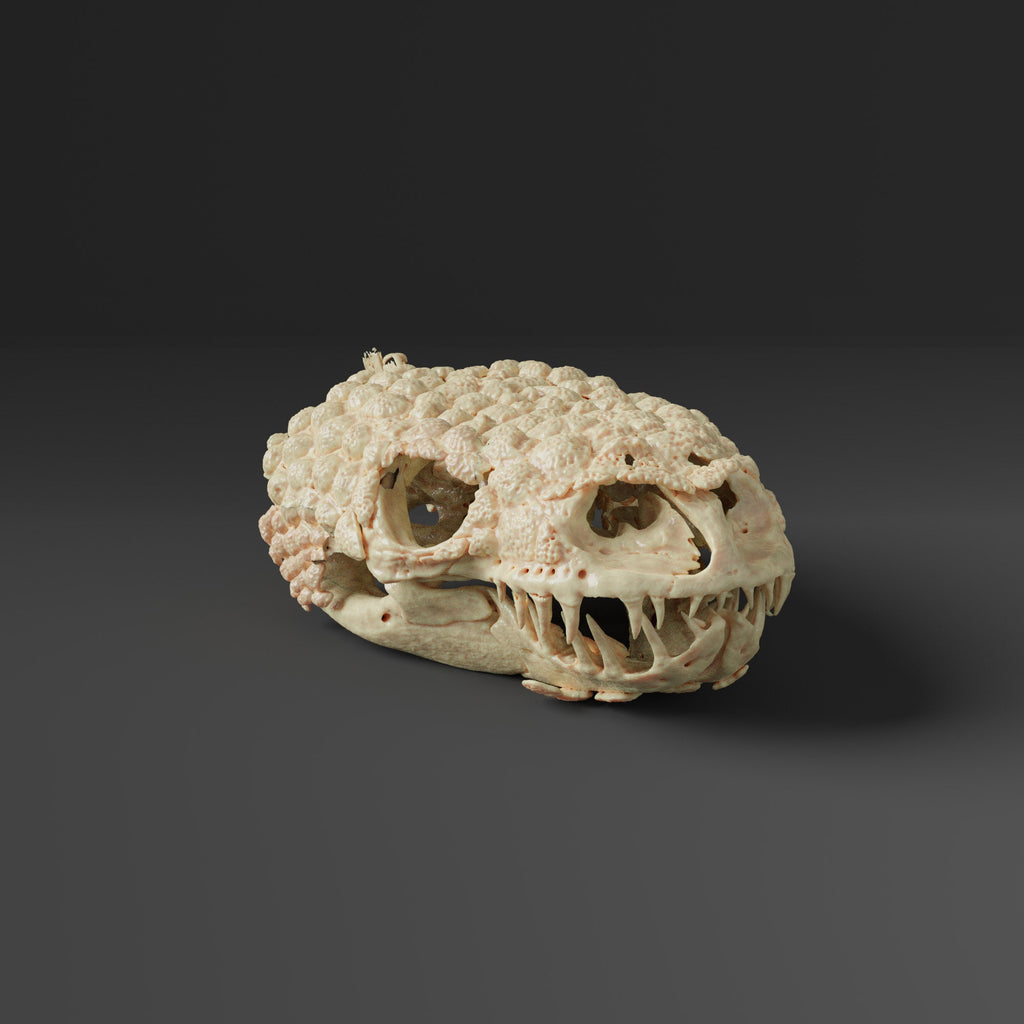 Mexican Beaded Lizard skull Replica (Museum Quality)