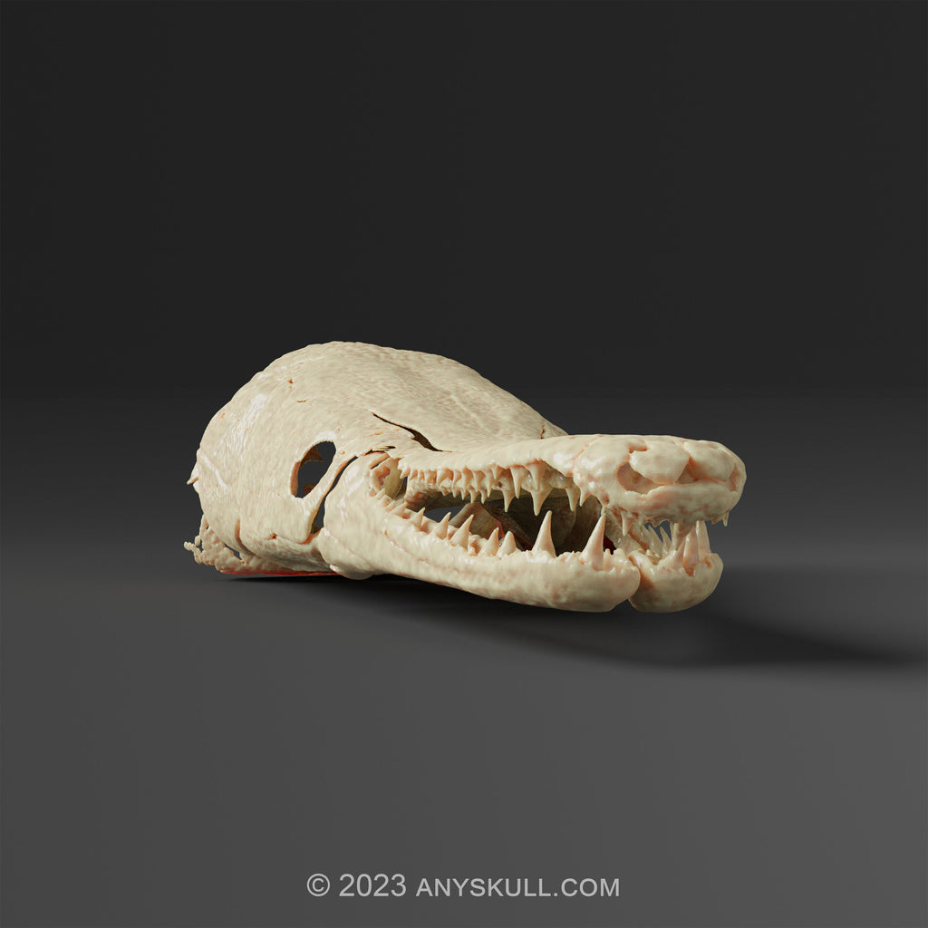 Alligator Gar Skull Replica (Museum Quality)