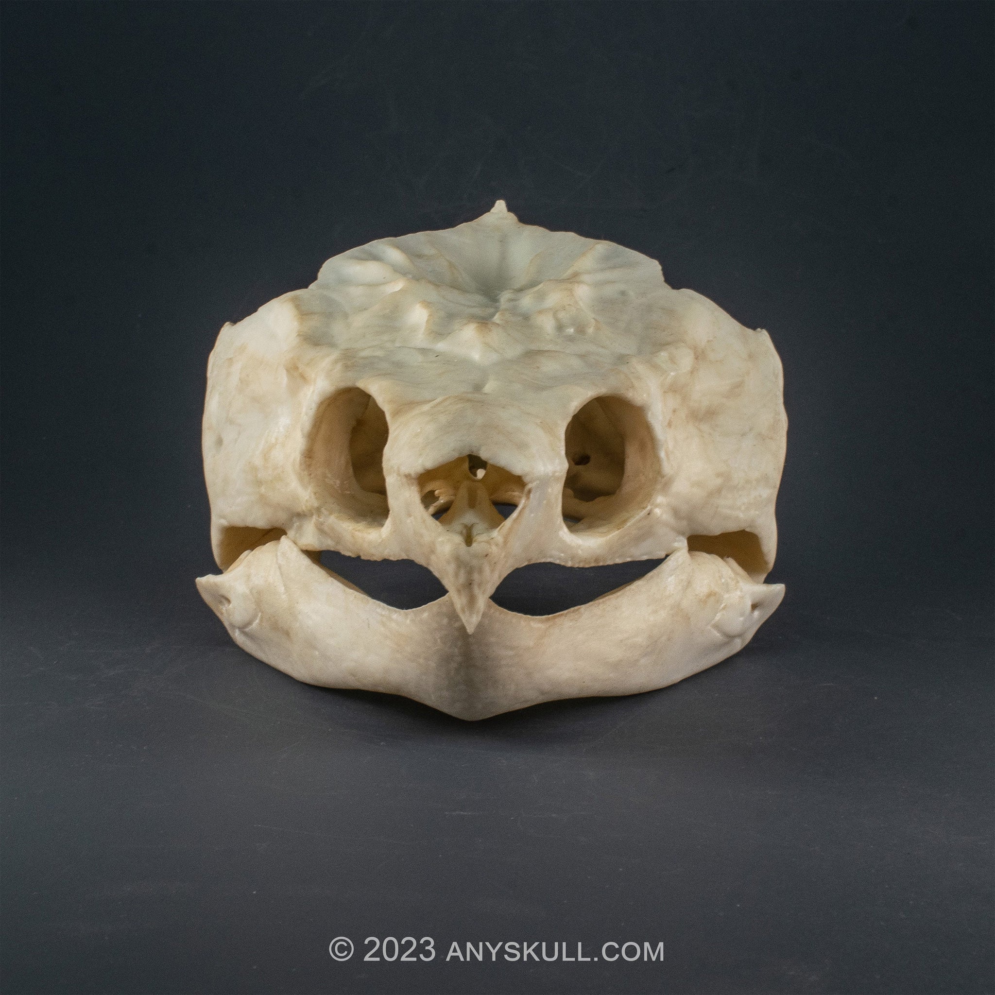 Alligator Snapping turtle Skull Replica (Museum Quality) – AnySkull