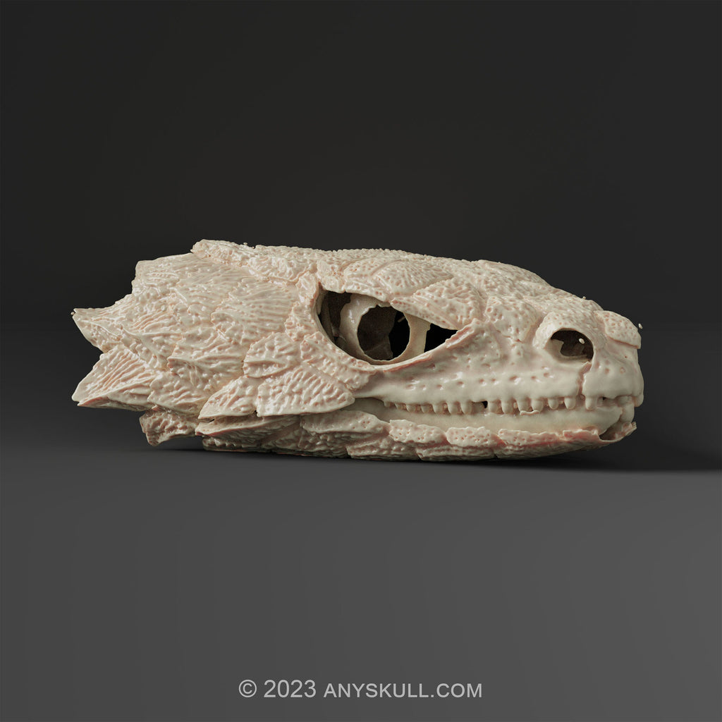 Armadillo lizard skull Replica (Museum Quality)