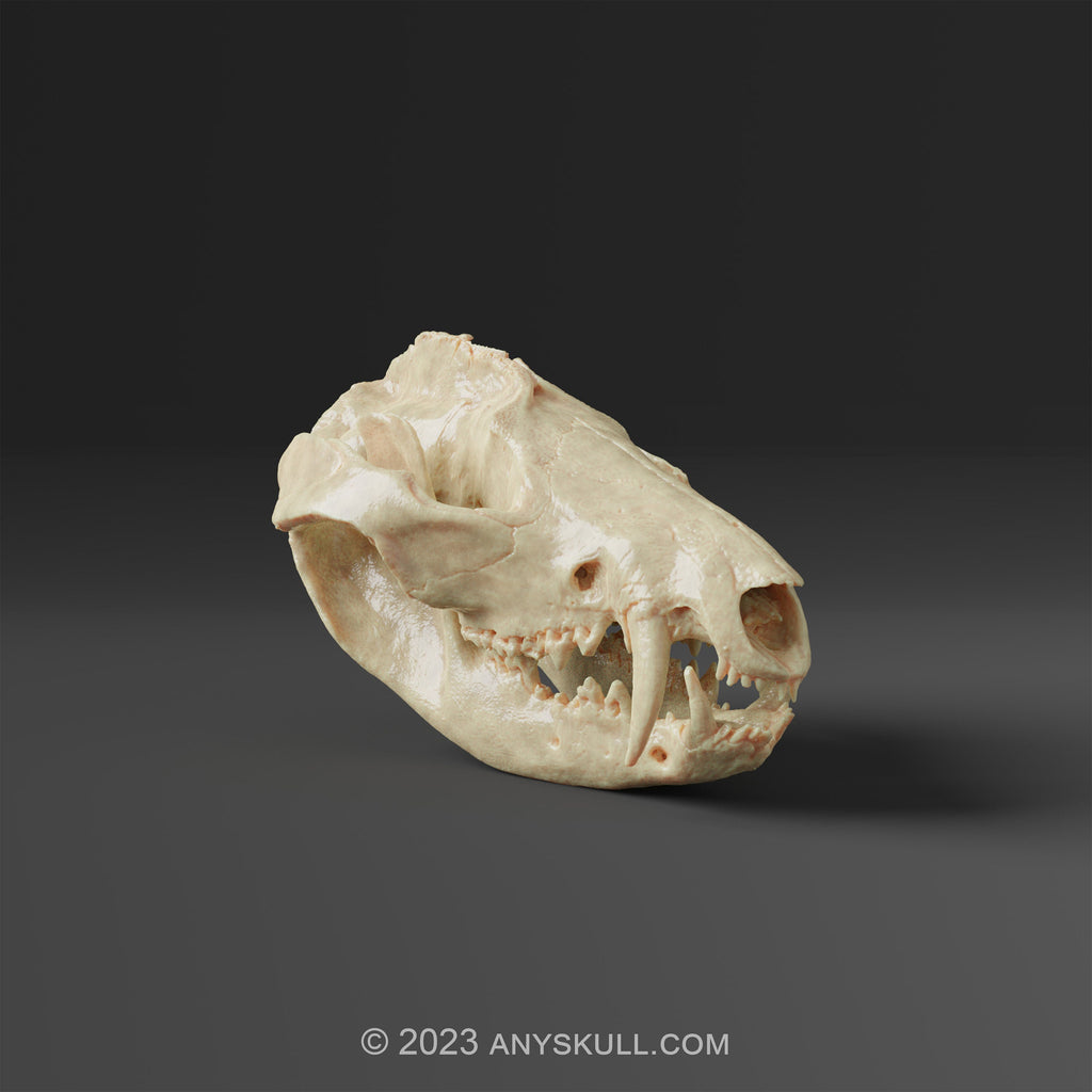 American Opossum Skull Replica (Museum Quality)