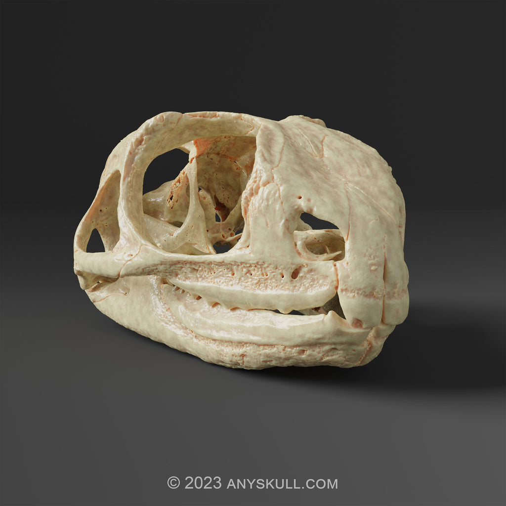 Tuatara skull Replica (Museum Quality)