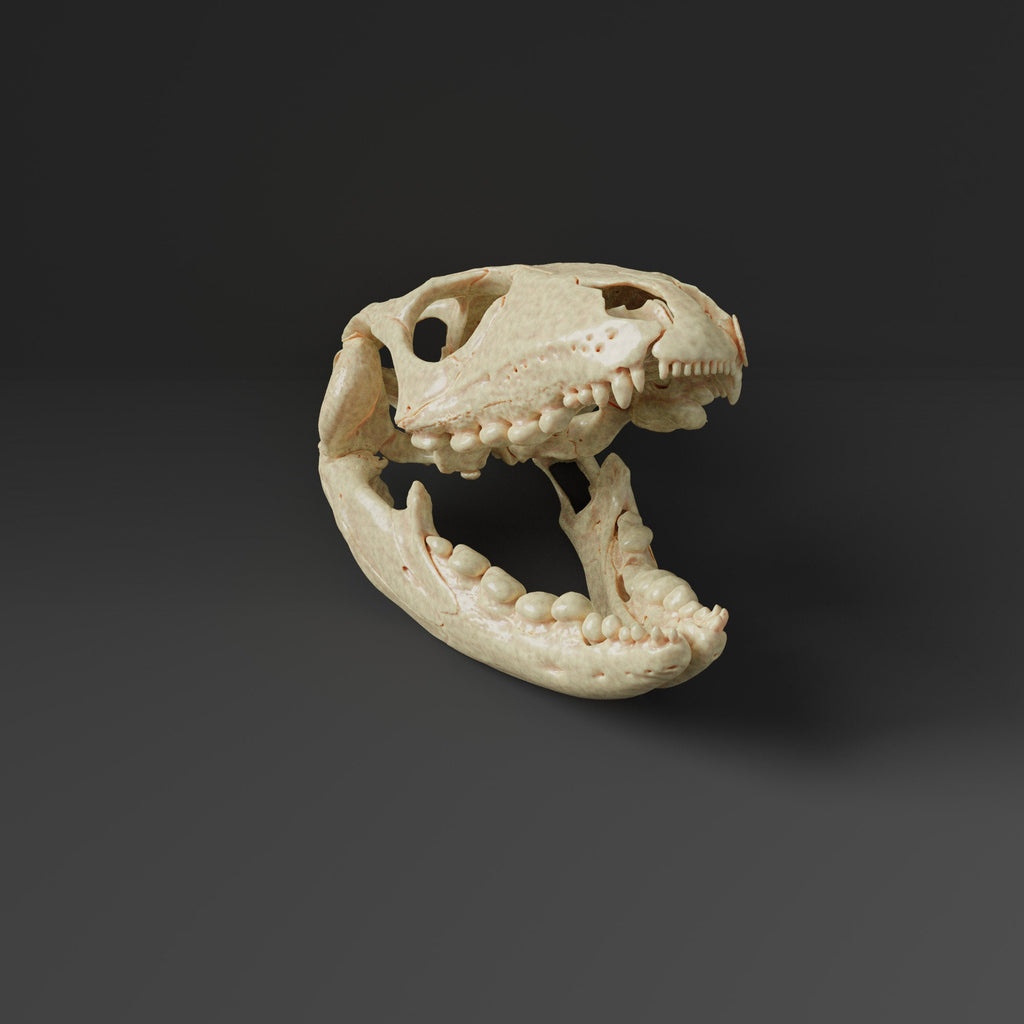 Northern Caiman lizard  Skull Replica (Museum Quality)