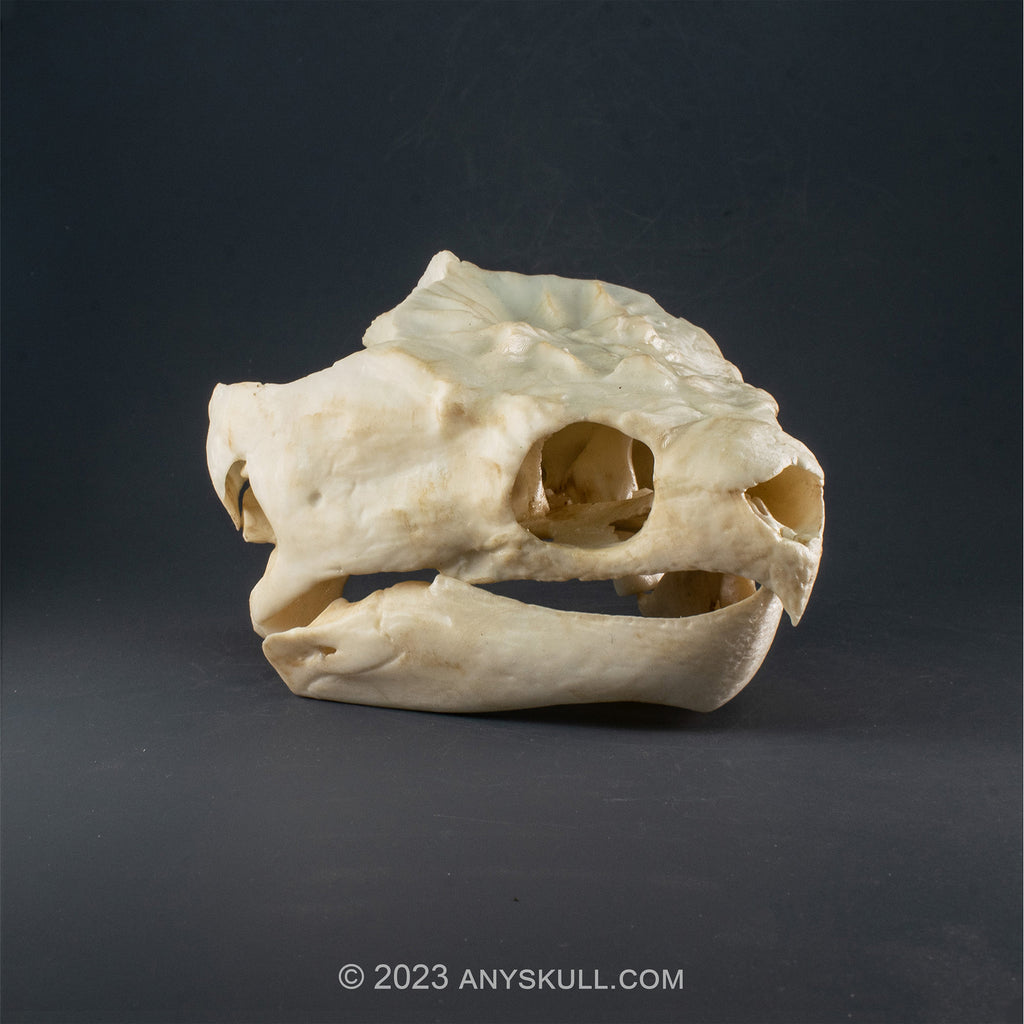 Alligator Snapping turtle Skull Replica (Museum Quality)