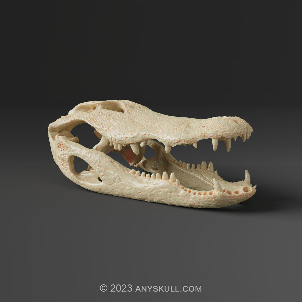 American Alligator Skull Replica (Museum Quality)