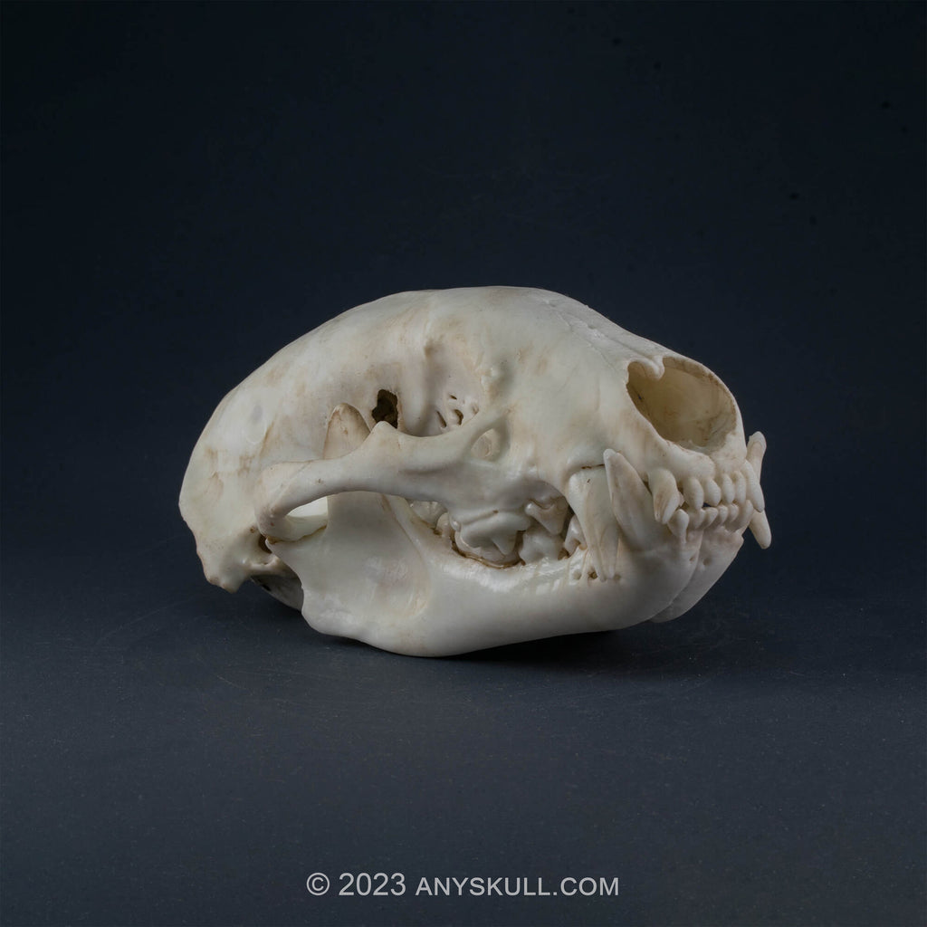 American Badger Skull Replica (Museum Quality)