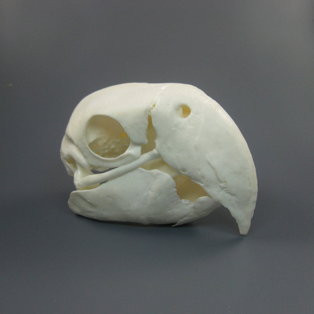 Macaw Skull Replica (Museum Quality)