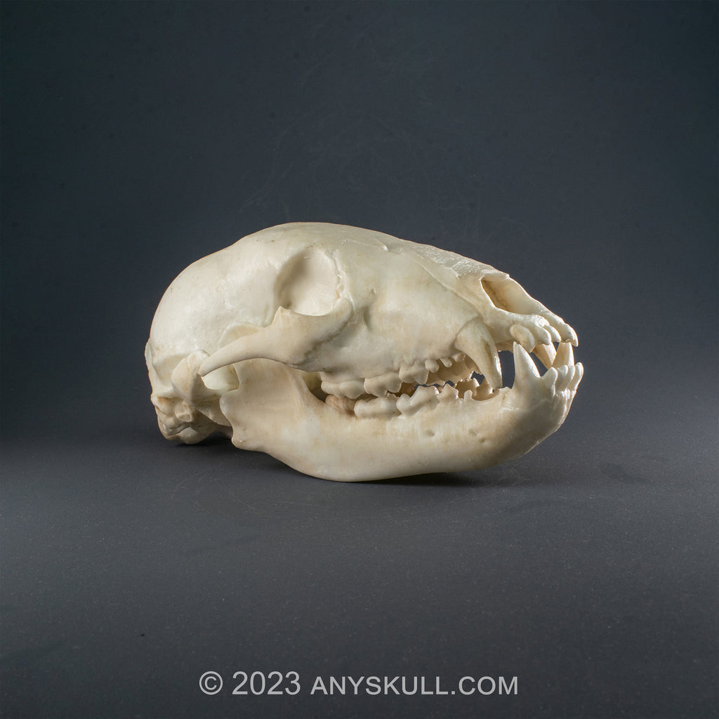 American Black Bear Skull Scale Replica (Museum Quality)