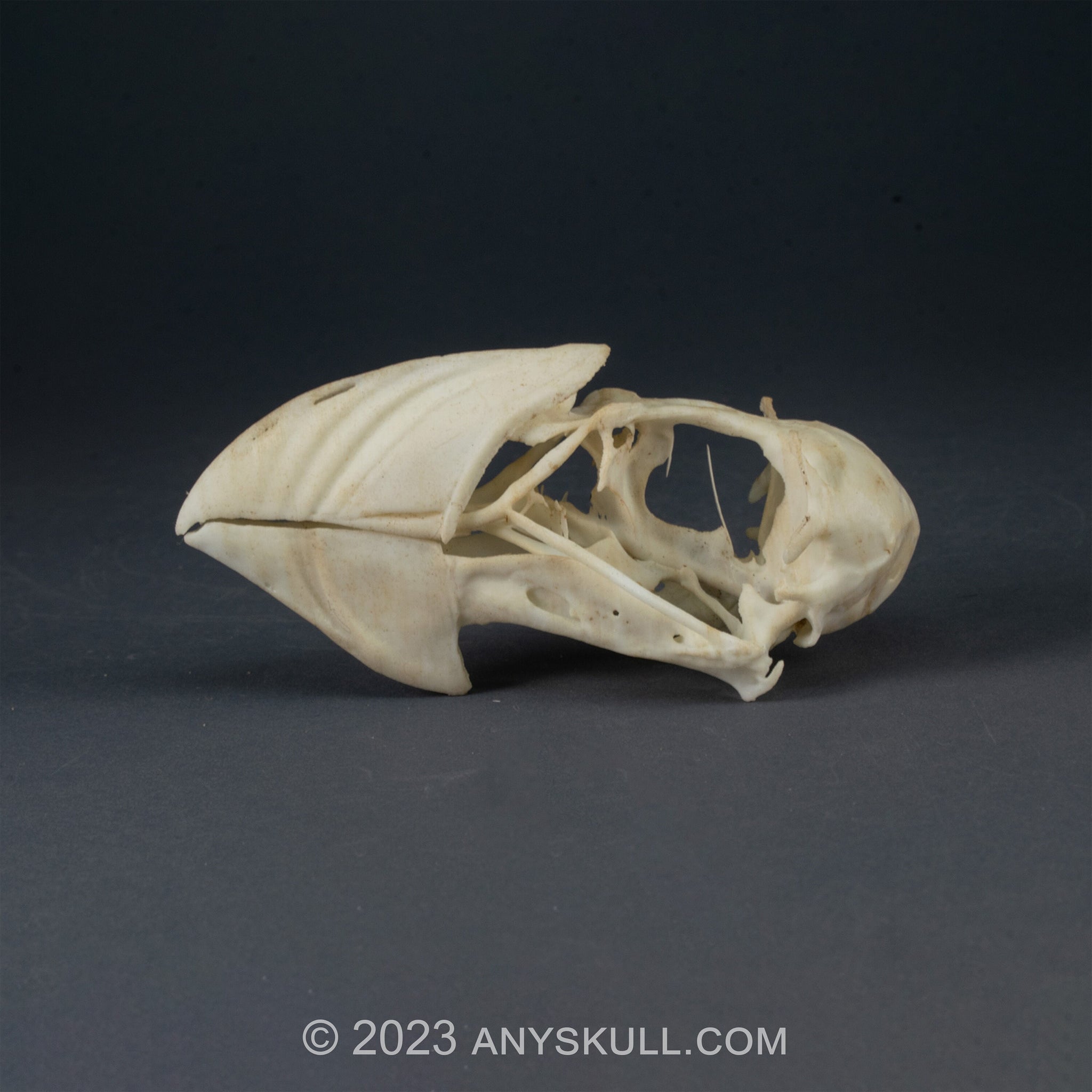Atlantic Puffin Skull Replica (Museum Quality) – AnySkull