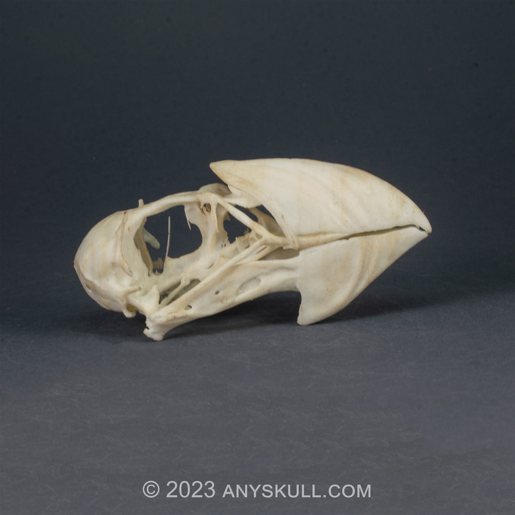 Atlantic Puffin Skull Replica (Museum Quality)