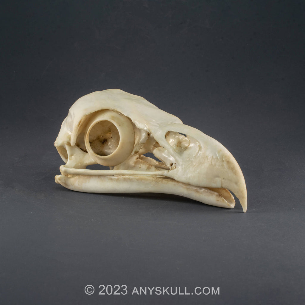 Bald Eagle Skull Replica (Museum Quality)