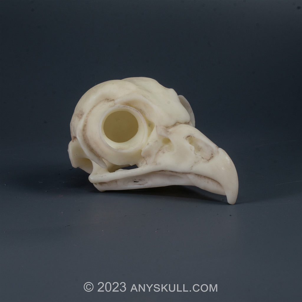 Barred Owl Skull Replica (Museum Quality)