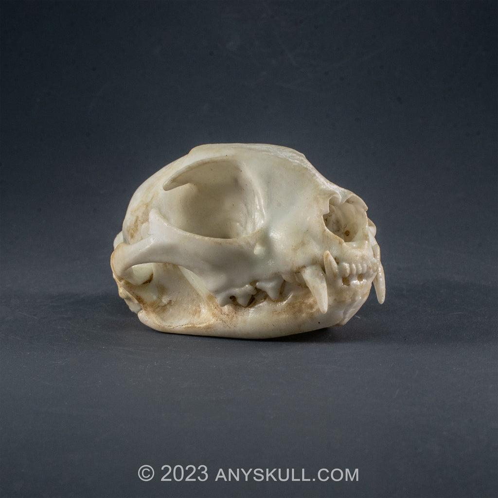 Cat Skull Replica (Museum Quality)