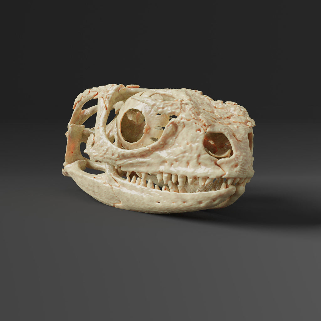 Chinese crocodile lizard skull Replica (Museum Quality)