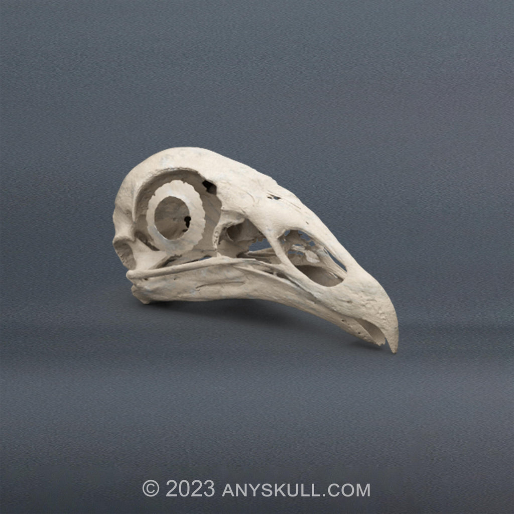 Black Vulture Skull Replica (Museum Quality)