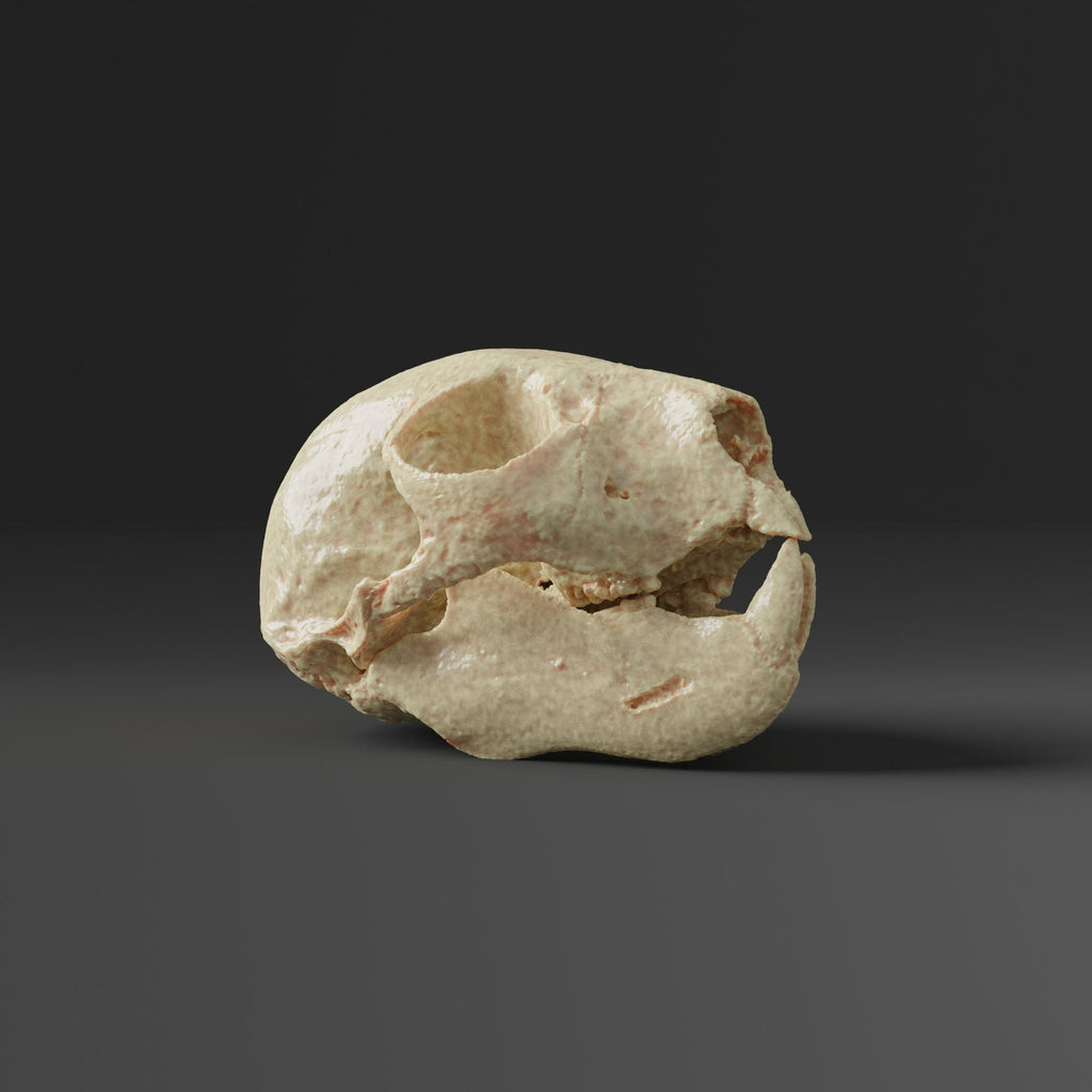 Aye Aye Skull Replica (Museum Quality)