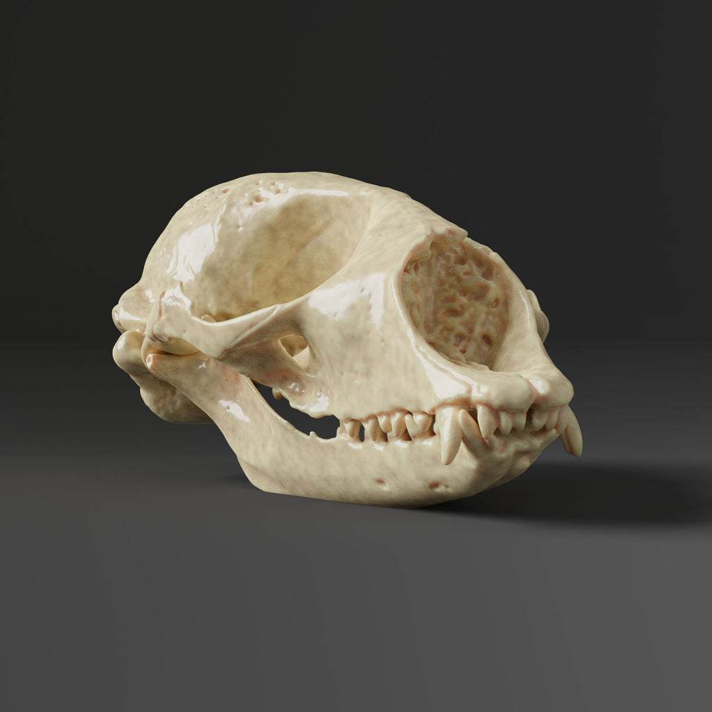 Harp Seal Skull Replica (Museum Quality)