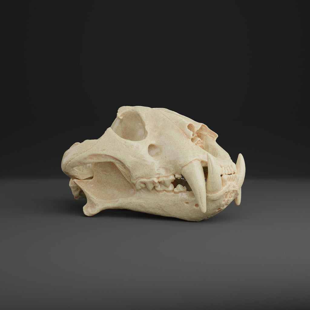 1:2 (Half)  Scale Tiger Skull Replica (Museum Quality)