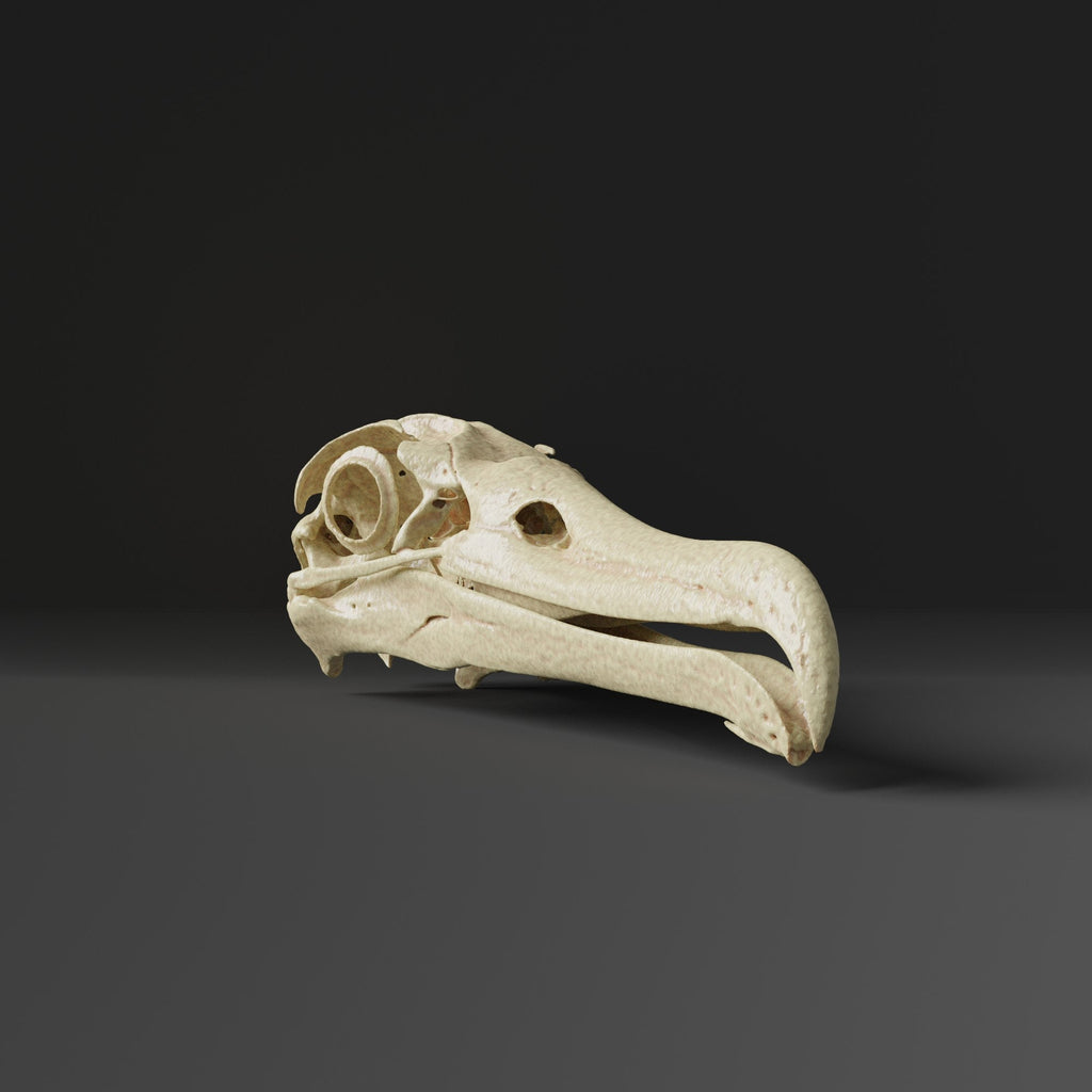 Black-footed Albatross Skull Replica (Museum Quality)