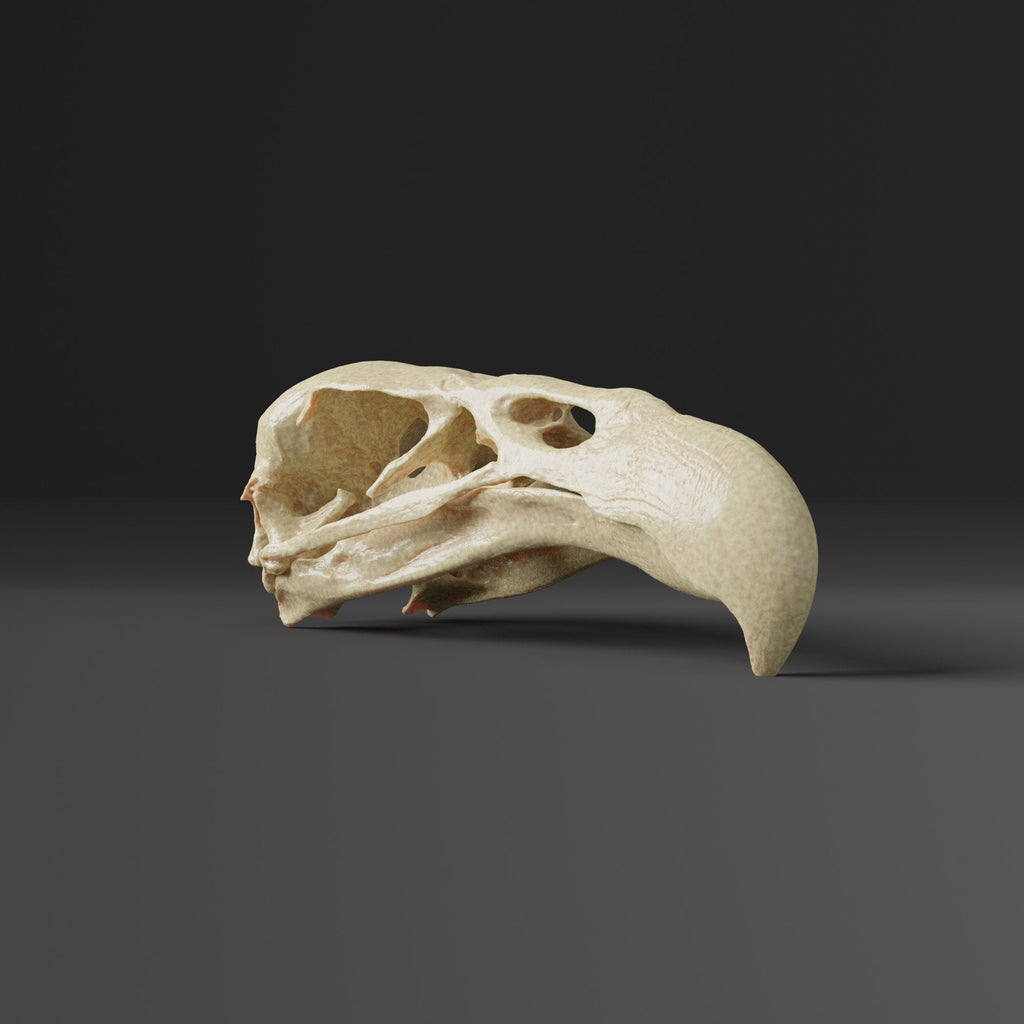 Condor Skull Replica (Museum Quality)