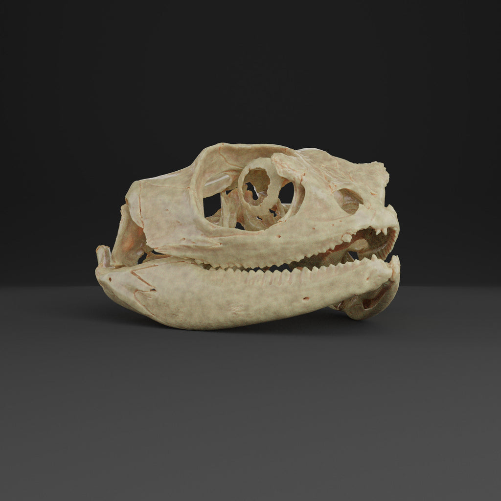 Bearded dragon lizard skull Replica (Museum Quality)