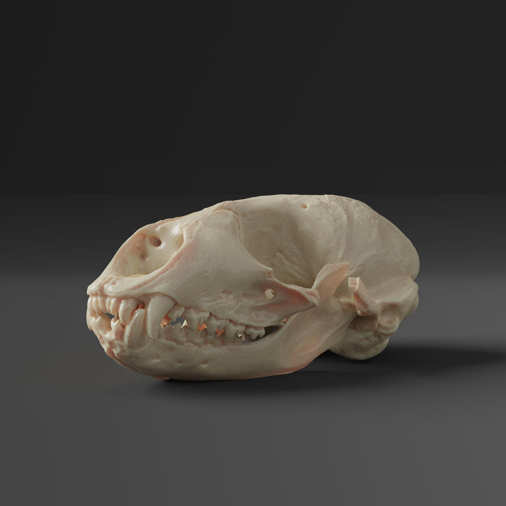 Harbor Seal Skull Replica (Museum Quality)