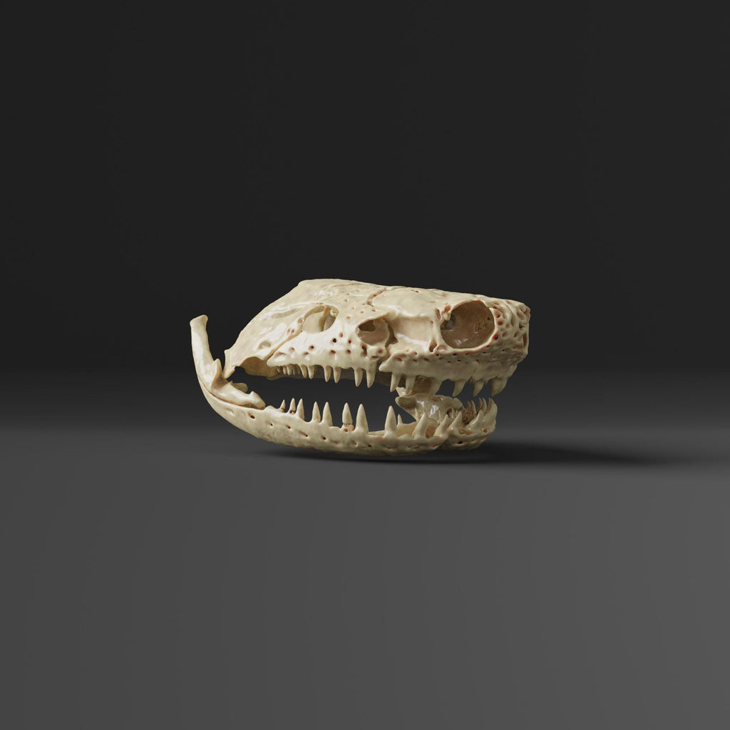 Rubber Eel Caecilian Skull Replica (Museum Quality)