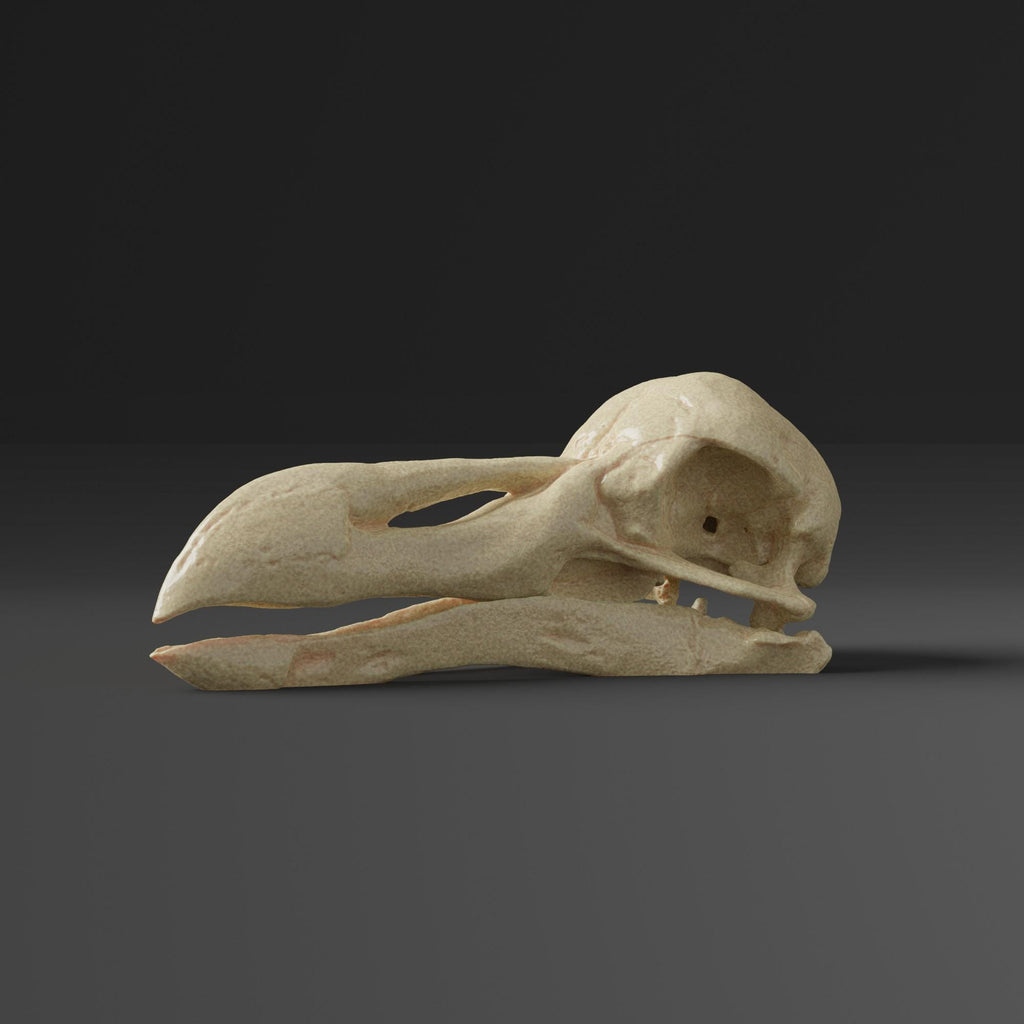 a model of a human skull on a gray background