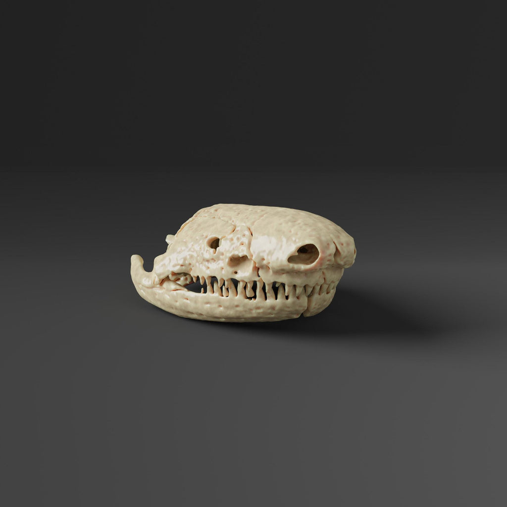 Mexican Burrowing Caecilian Skull Replica (Museum Quality)