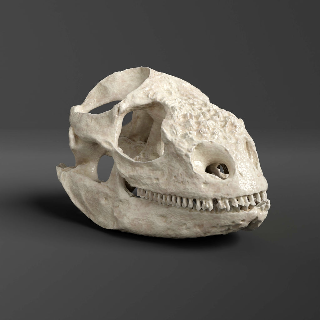 Galápagos Land Iguana Skull Replica (Museum Quality)