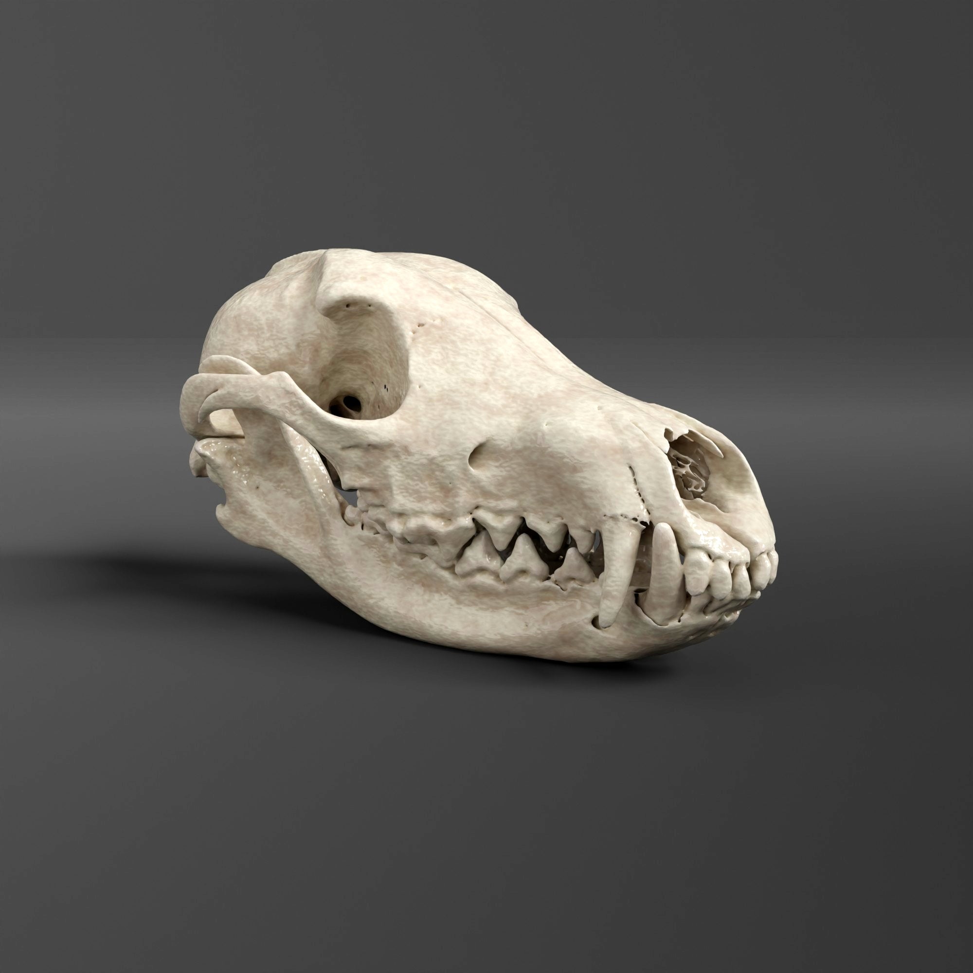 Maned Wolf Skull Replica (Museum Quality) – AnySkull