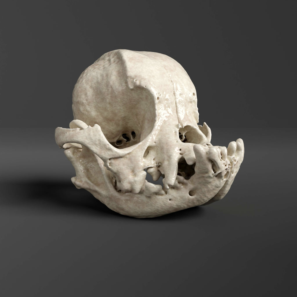 Pug Skull Replica (Museum Quality)