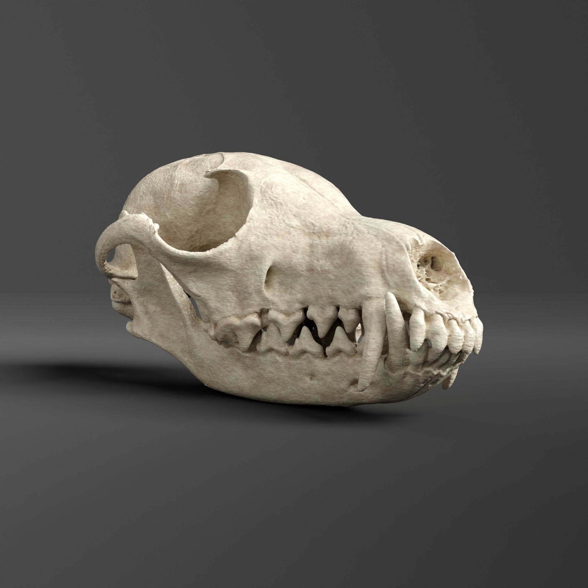 哺乳類　キツネの頭蓋骨　本物Japanese fox skull genuine rf-5-Bright_2000x.jpg?v=1742848609
