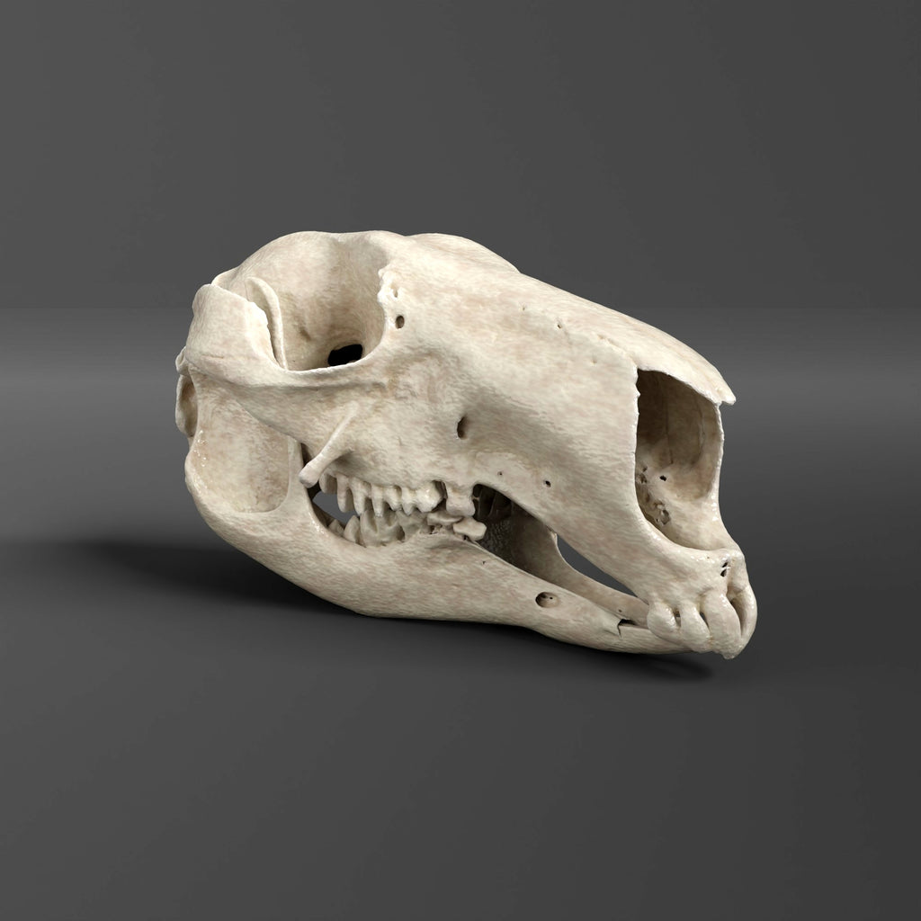 Red Kangaroo Skull Replica (Museum Quality)