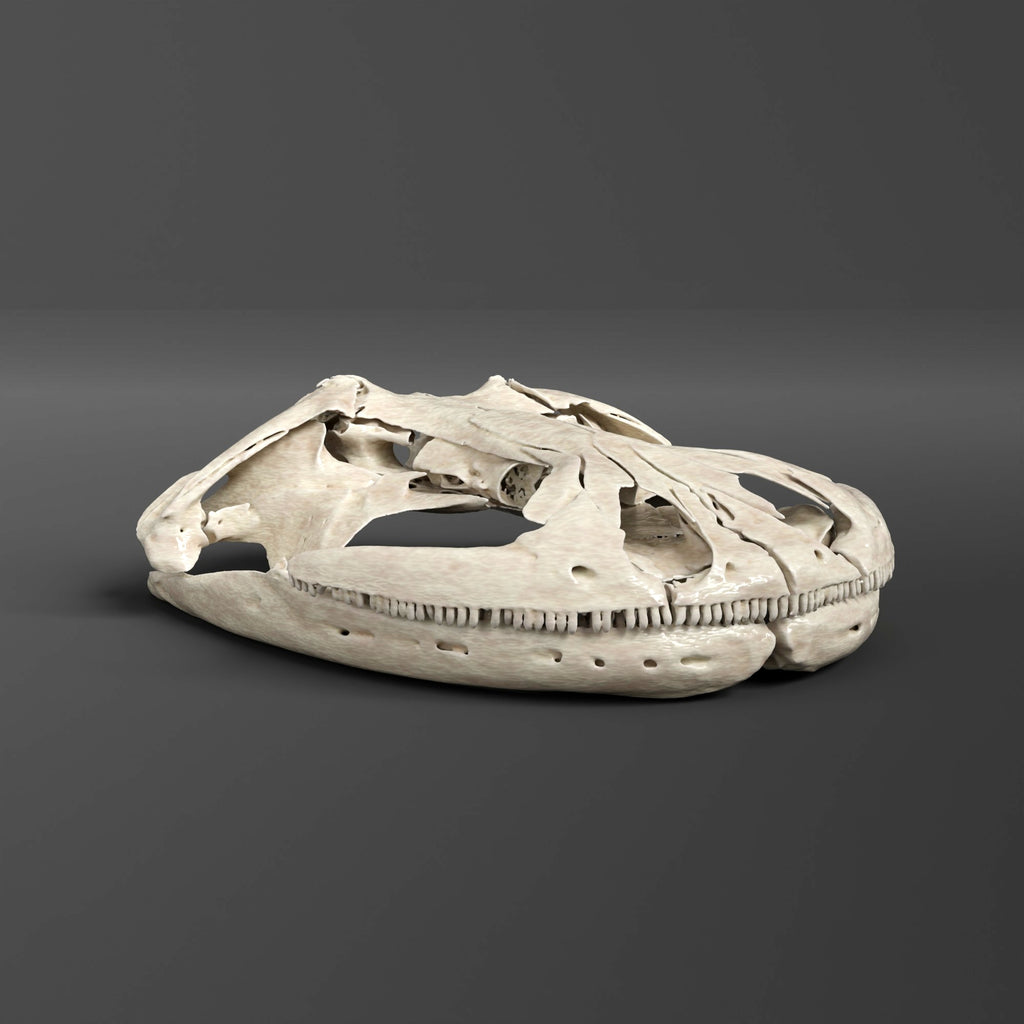 Hellbender Salamander Skull Replica (Museum Quality)