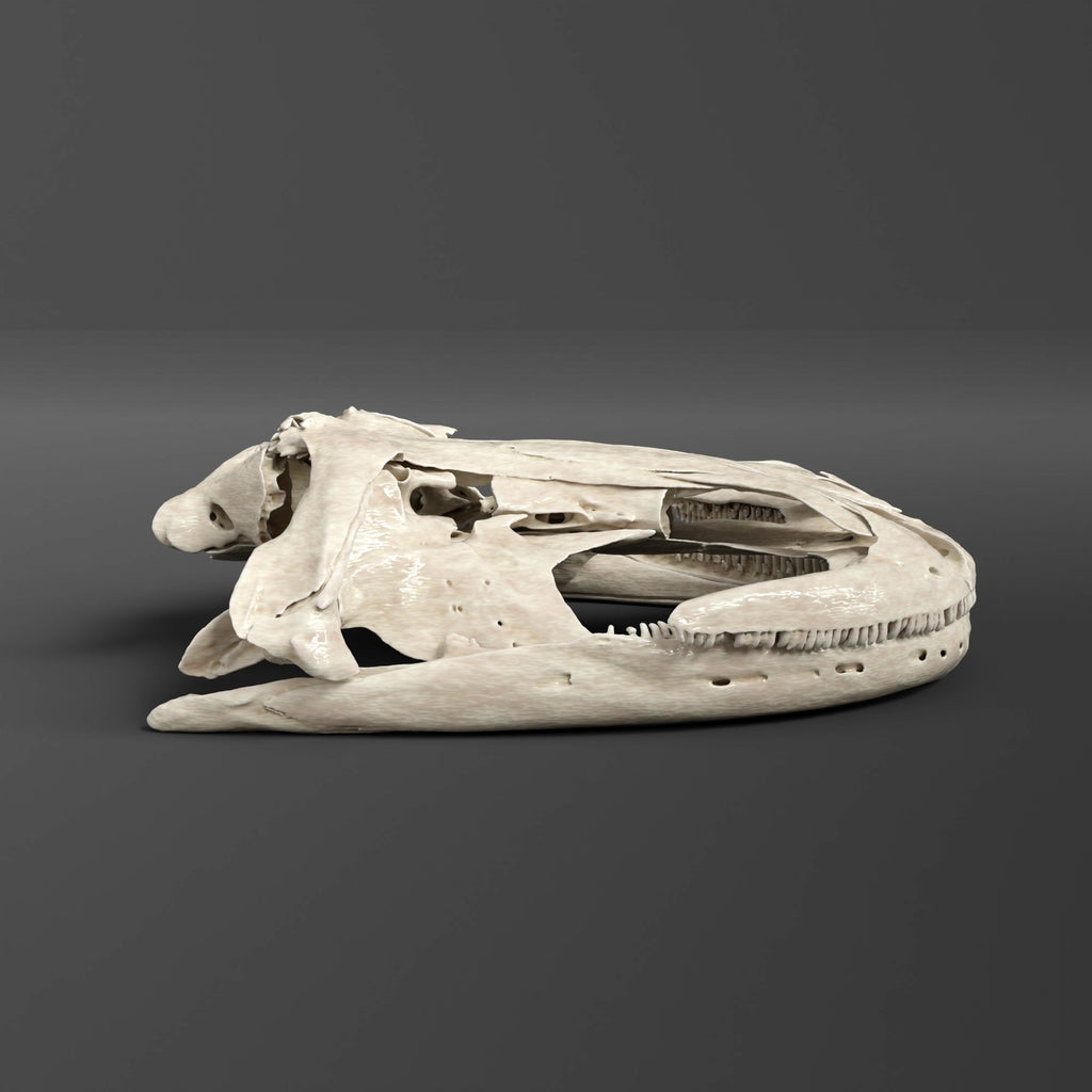 Hellbender Salamander Skull Replica (Museum Quality) – AnySkull