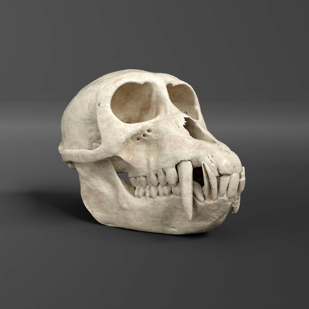Sooty Mangabey Skull Replica (Museum Quality)
