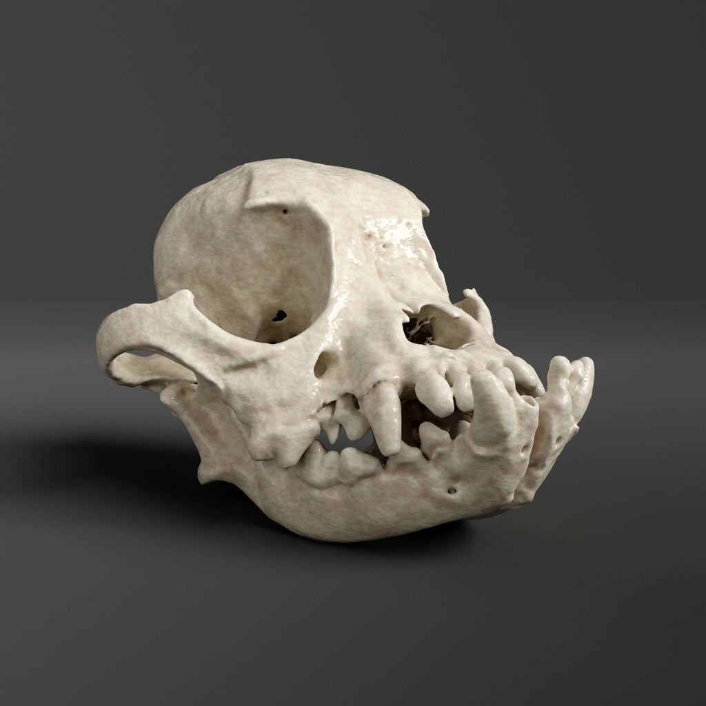 Shih Tzu Skull Replica (Museum Quality)