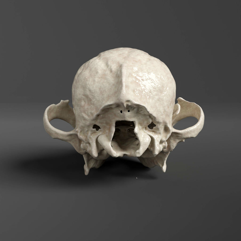 Shih Tzu Skull Replica (Museum Quality) – AnySkull
