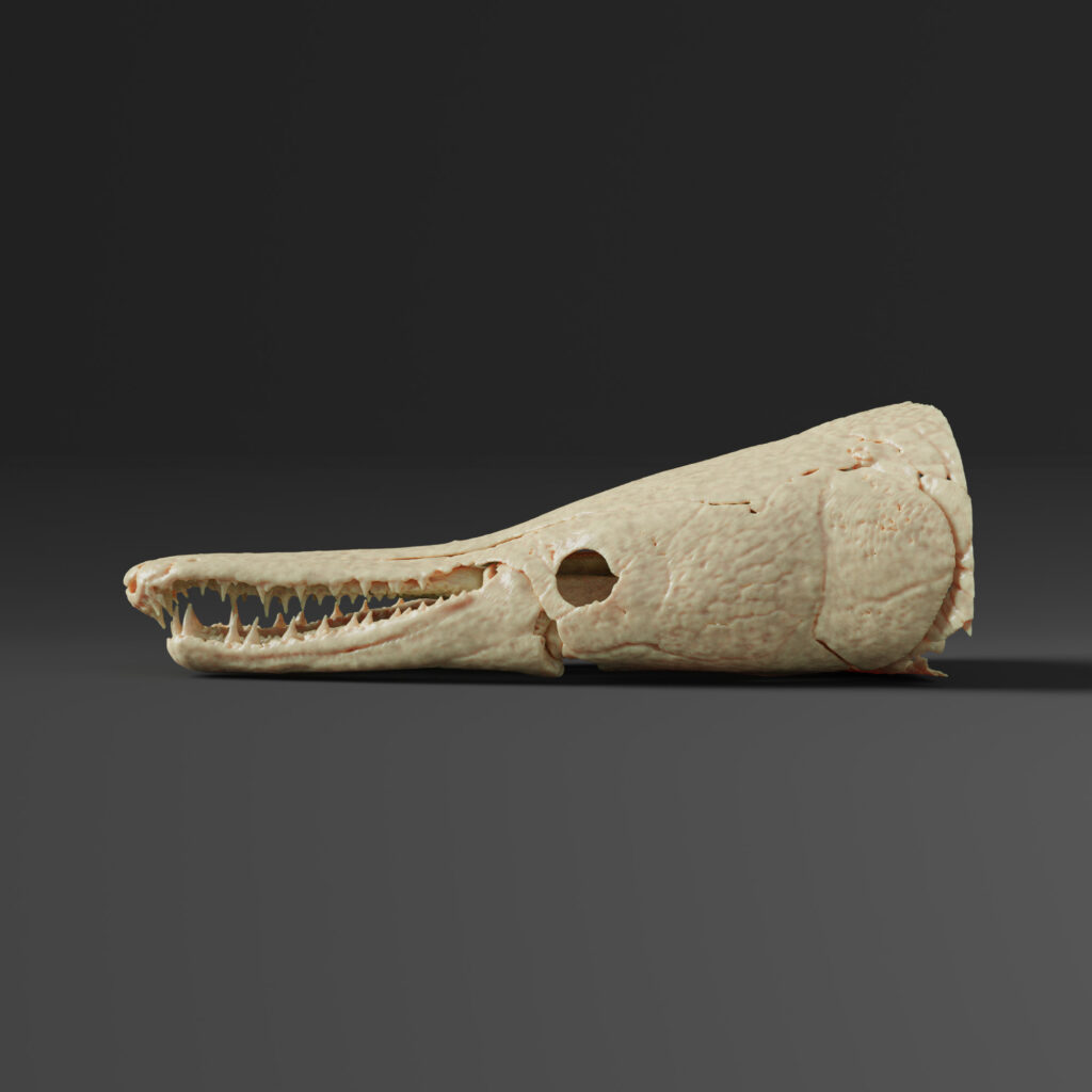 Alligator Gar Skull Replica (Museum Quality) - AnySkull